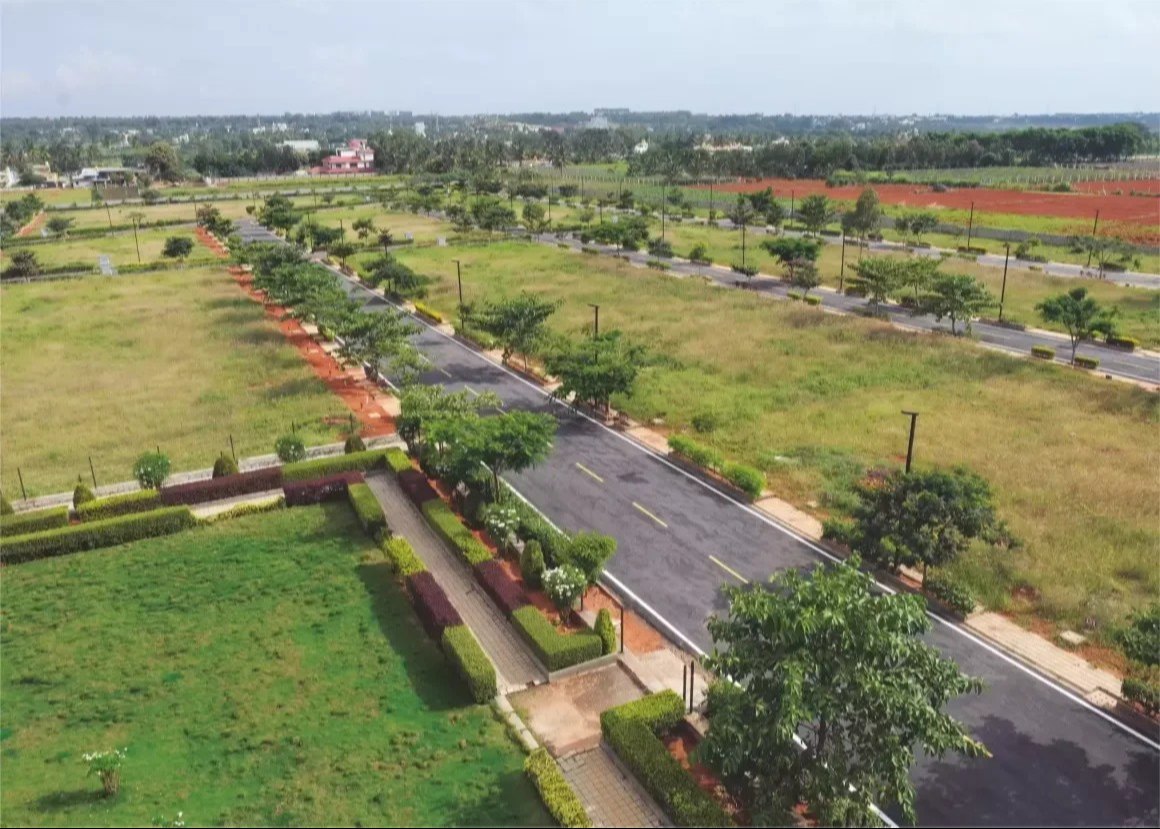 Avenue plantation