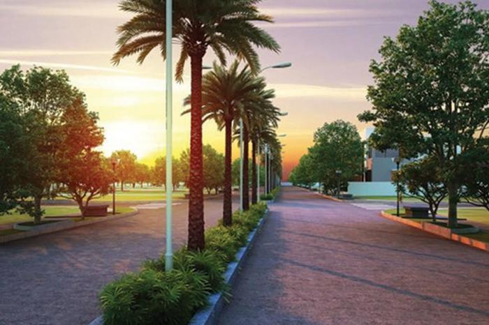 Avenue plantation